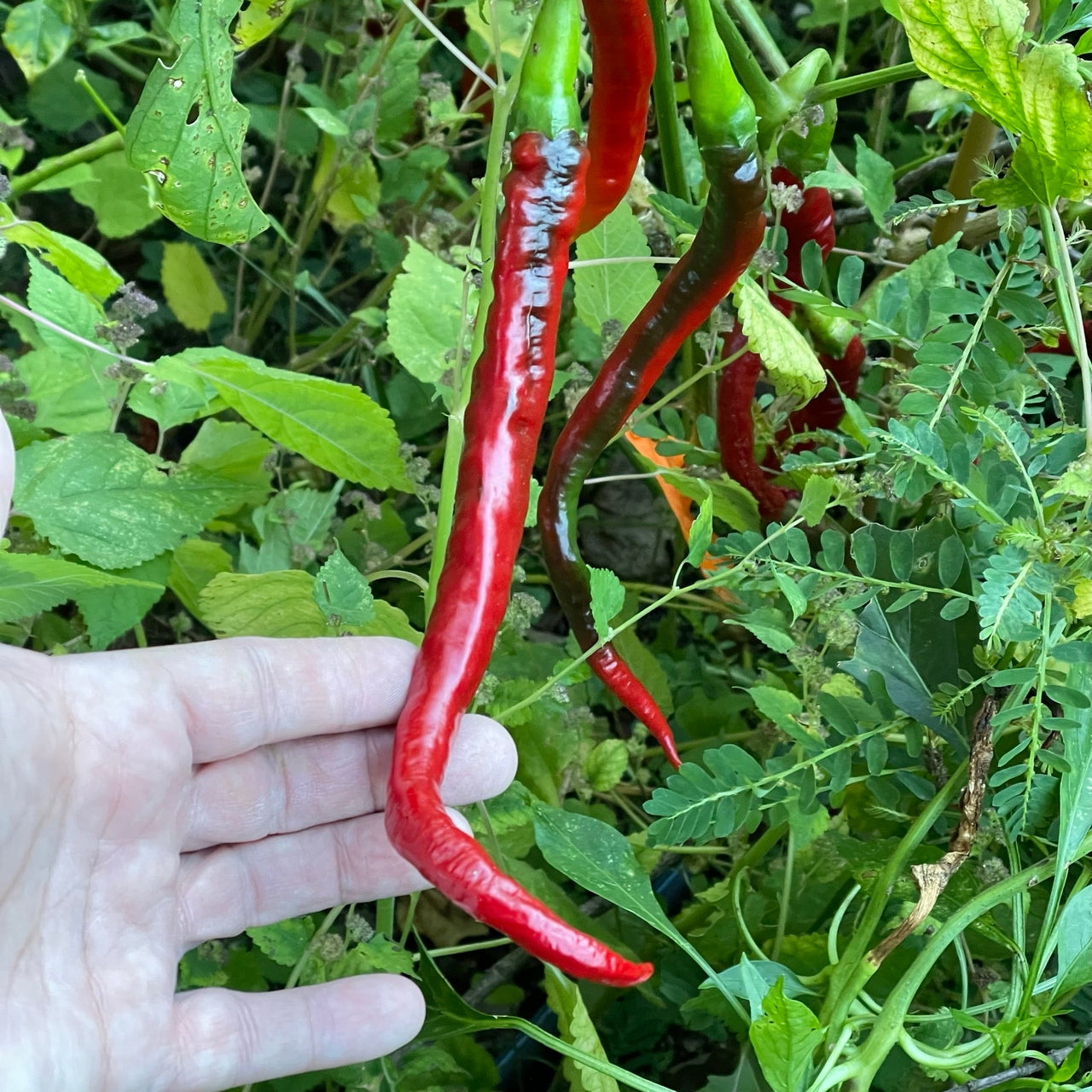 Joes Long Cayenne - Seeds