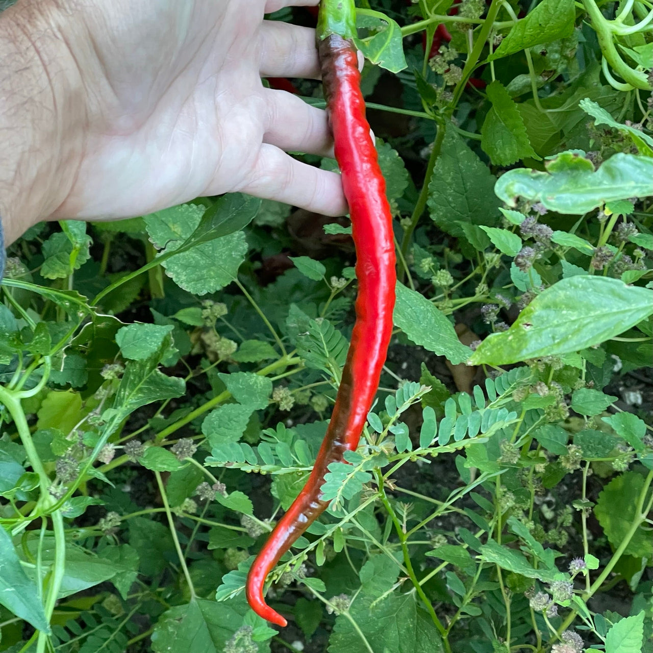 Joes Long Cayenne - Seeds