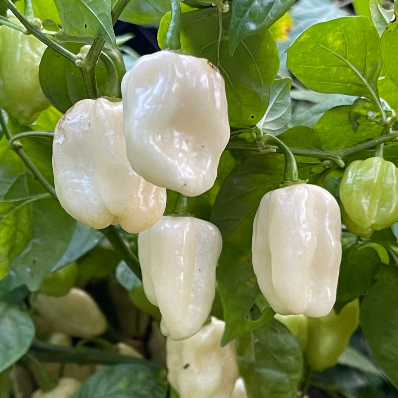 Snow White Habanero - Seeds