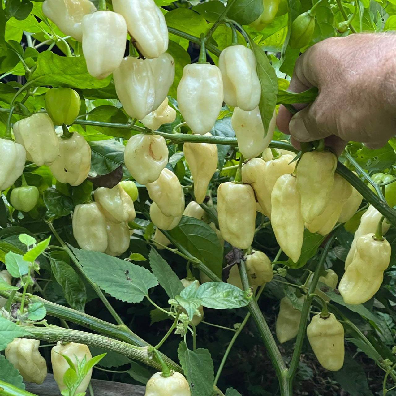 Snow White Habanero - Seeds