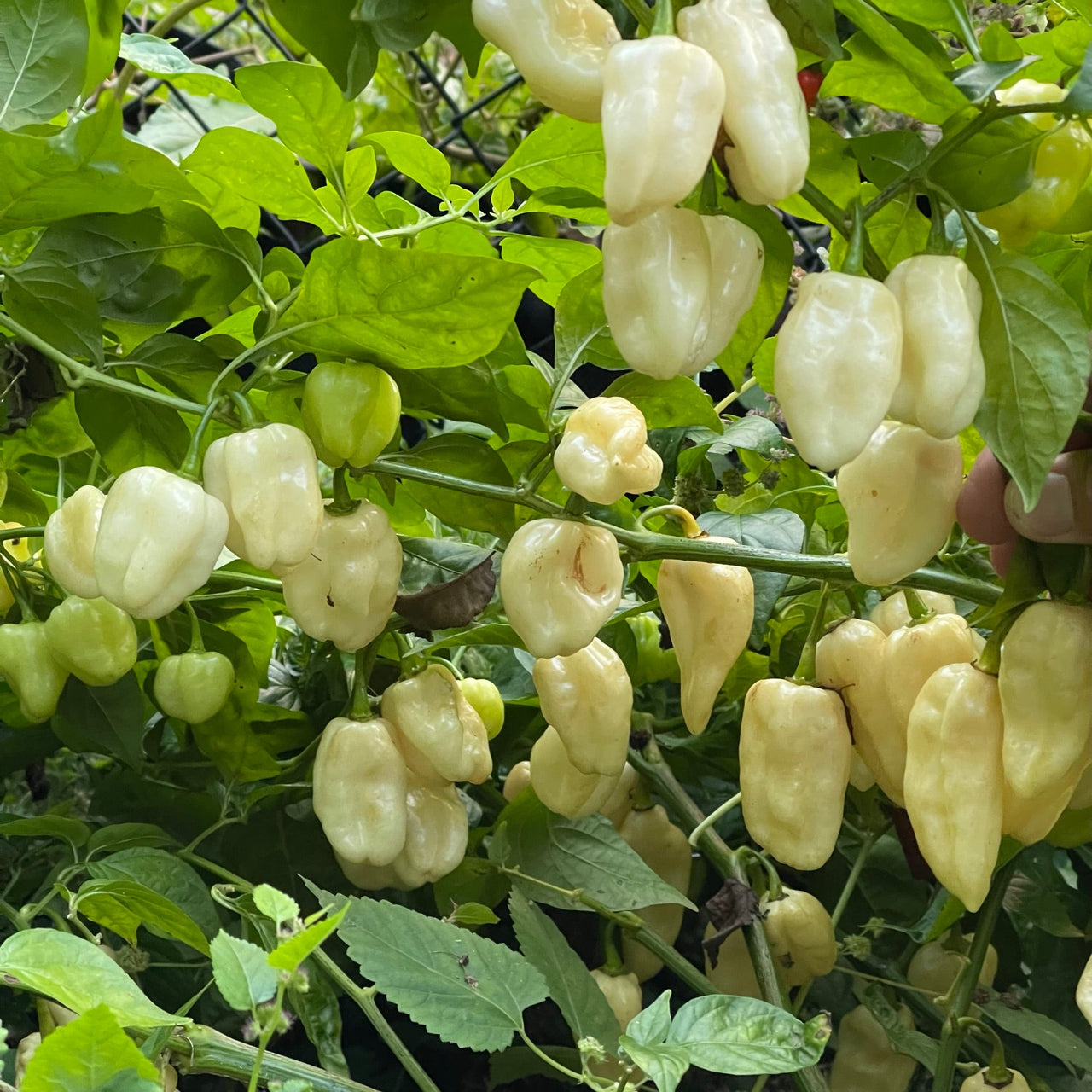 Snow White Habanero - Seeds