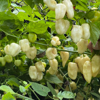 Thumbnail for Snow White Habanero - Seeds