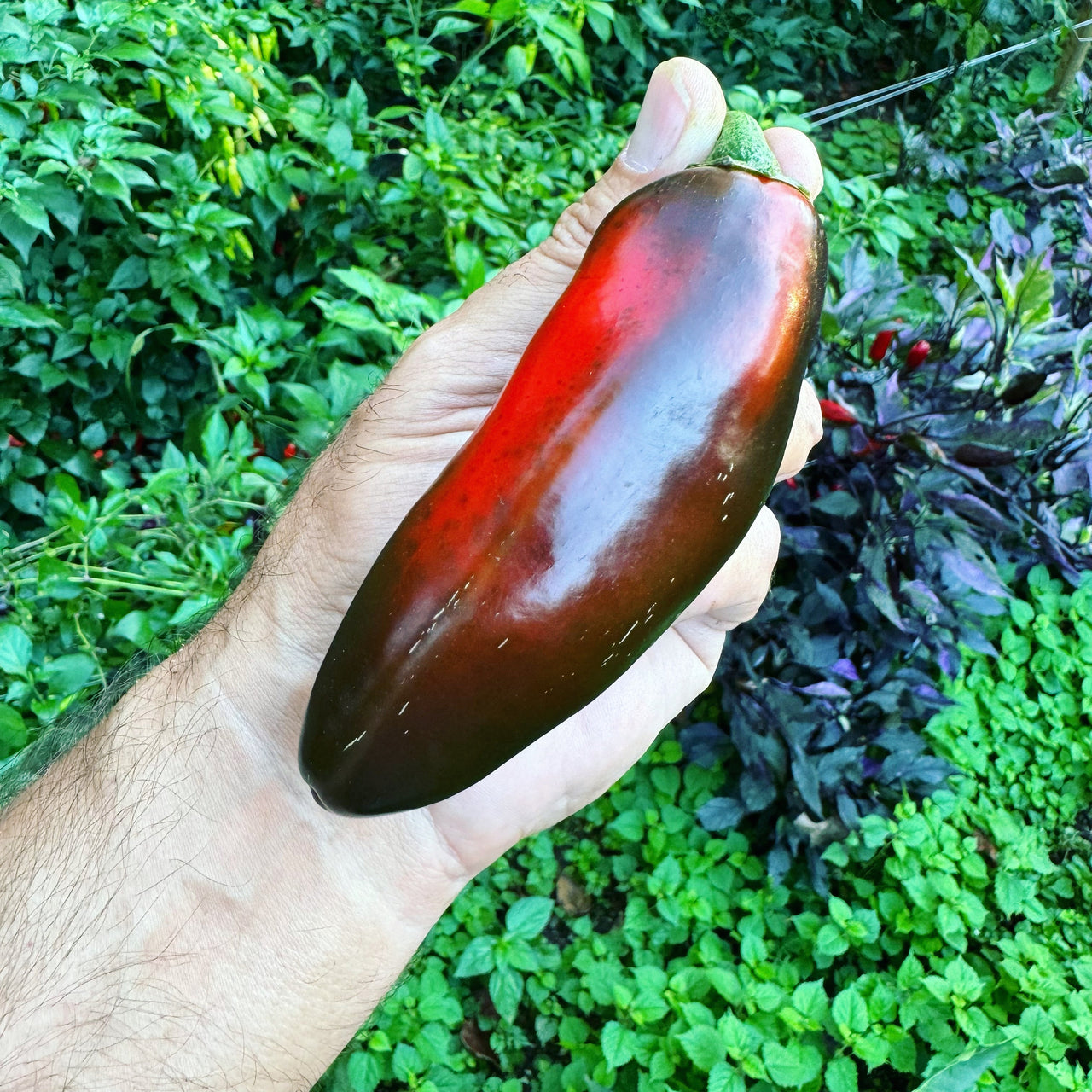 Monster Jalapeno - Seeds