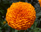 Inca II Hybrid Mix Marigold Seeds