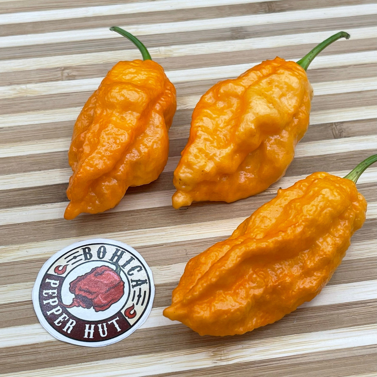 Bhut Jolokia Orange Cream - Seeds