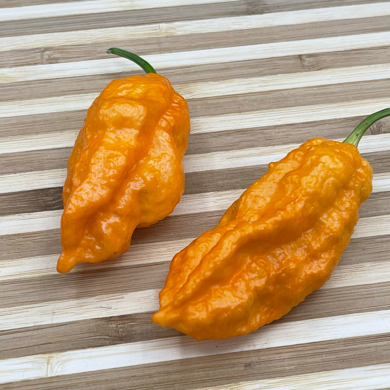 Bhut Jolokia Orange Cream - Seeds