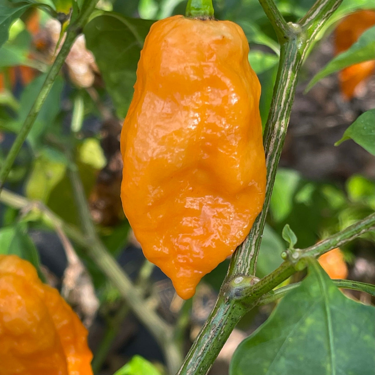 Bhut Jolokia Orange Cream - Seeds