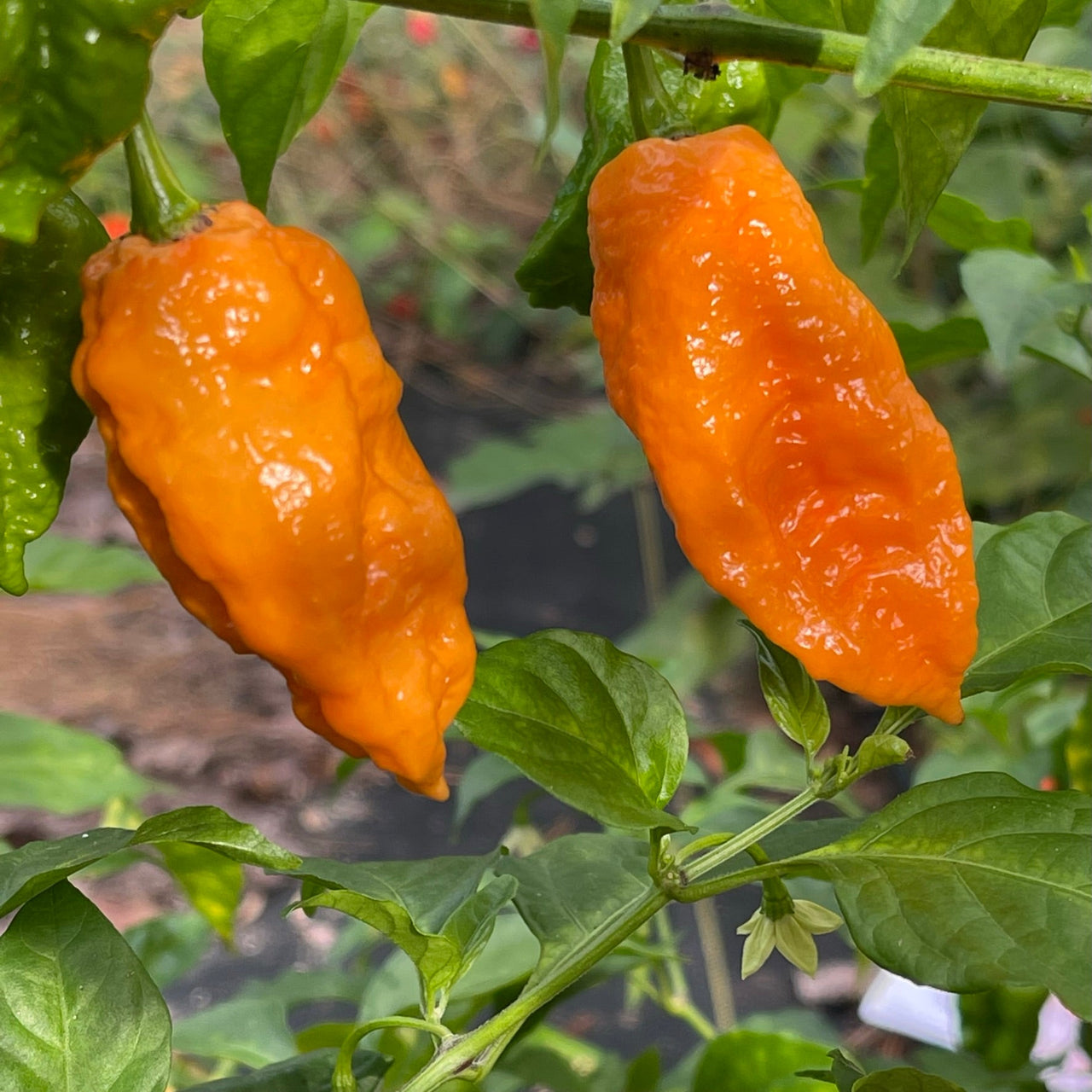 Bhut Jolokia Orange Cream - Seeds