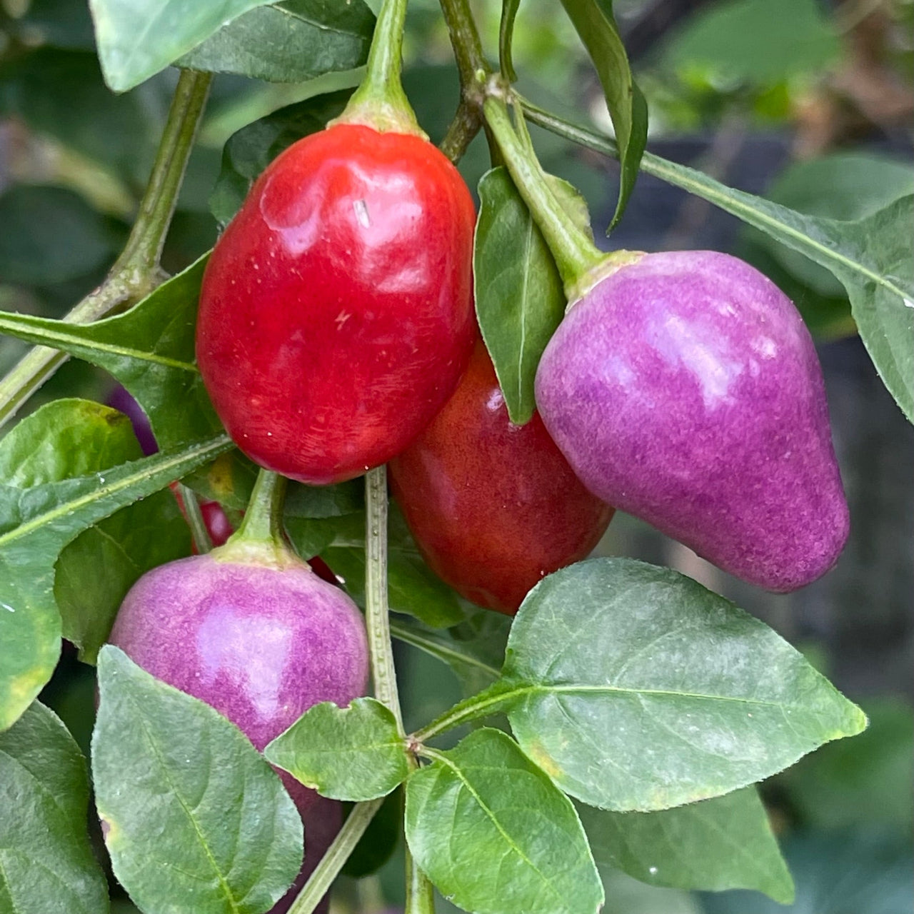 Aji Ayuyo - Seeds