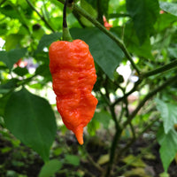 Thumbnail for Best Sellers - Super Hot Pepper Seed Combo Pack (12 Varieties) - Seeds