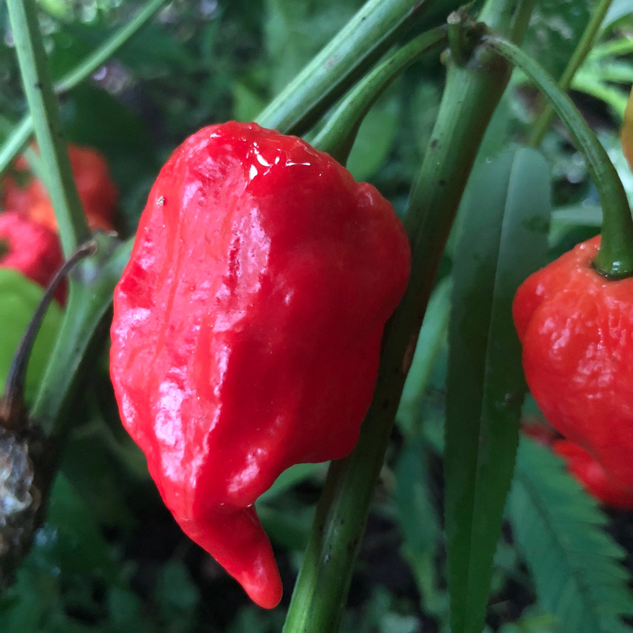 King Naga Jolokia  - Seeds