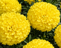 Discovery Yellow Hybrid Marigold Seeds