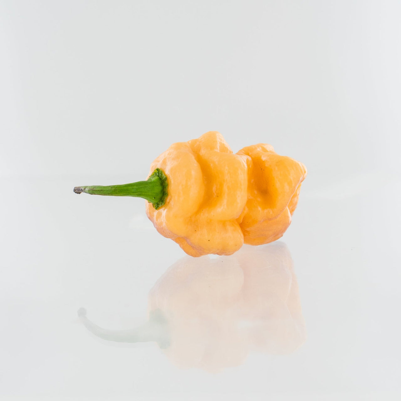 7 Pot Bubblegum Orange Pepper Seeds