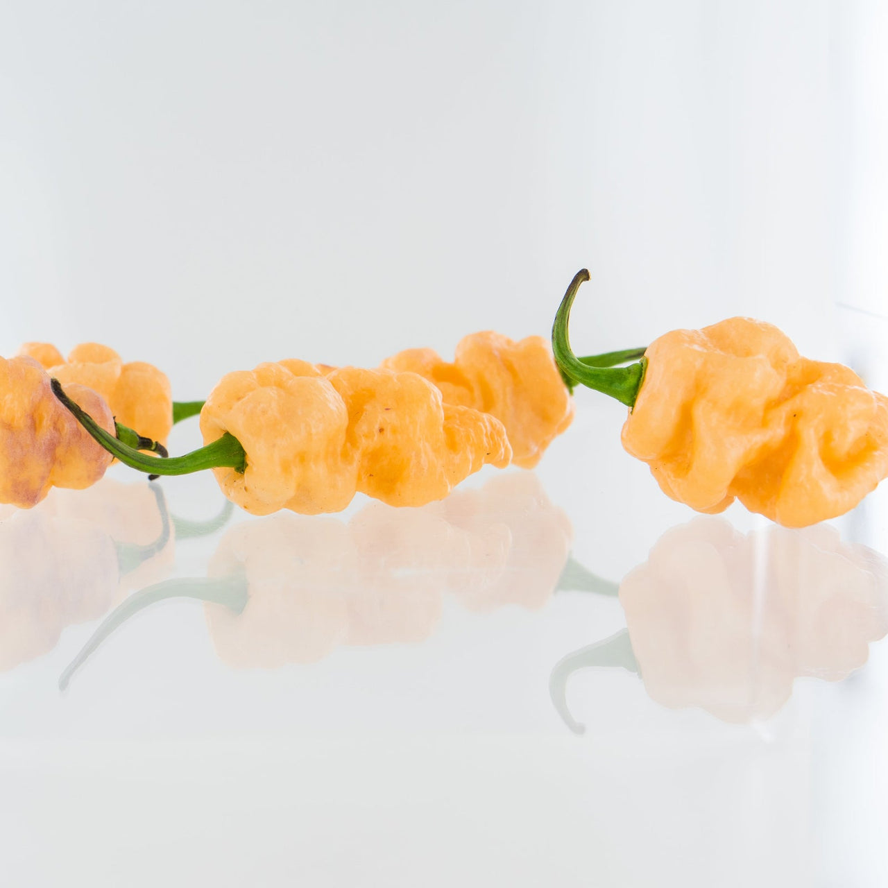 7 Pot Bubblegum Orange Pepper Seeds