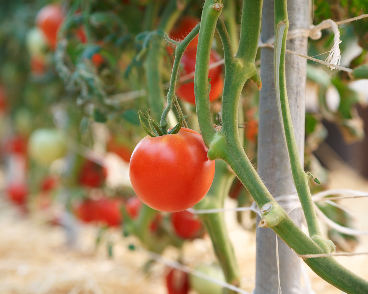 Rubee Dawn Hybrid Tomato Seeds