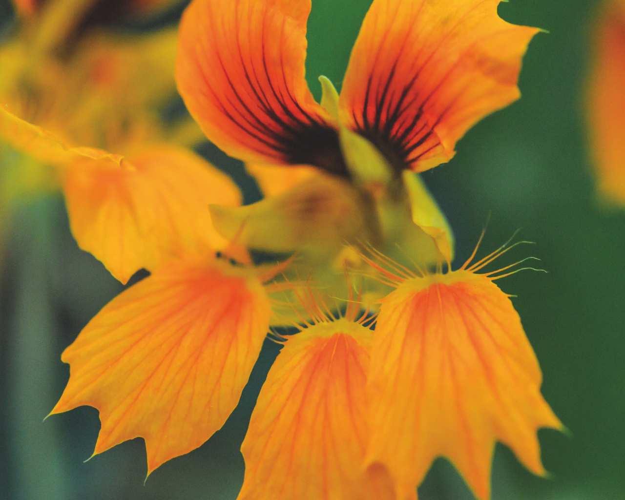 Phoenix Nasturtium Seeds
