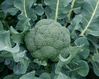 Godzilla Hybrid Broccoli Seeds