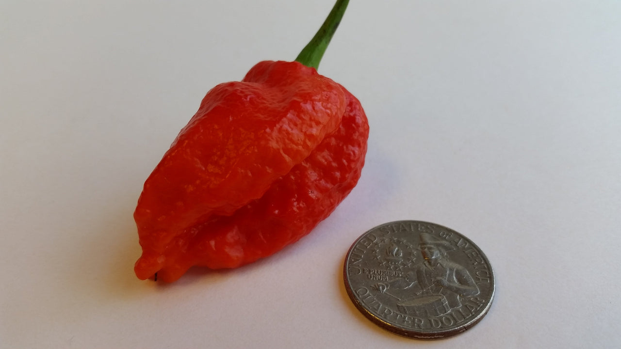 7 Pot Bhutlah Bubblegum Red - Seeds