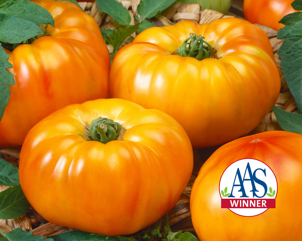 Chef's Choice Bicolor Hybrid Tomato Seeds