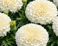 Creamy White Marigold Seeds