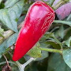 Rayados Jalapeno - Seeds