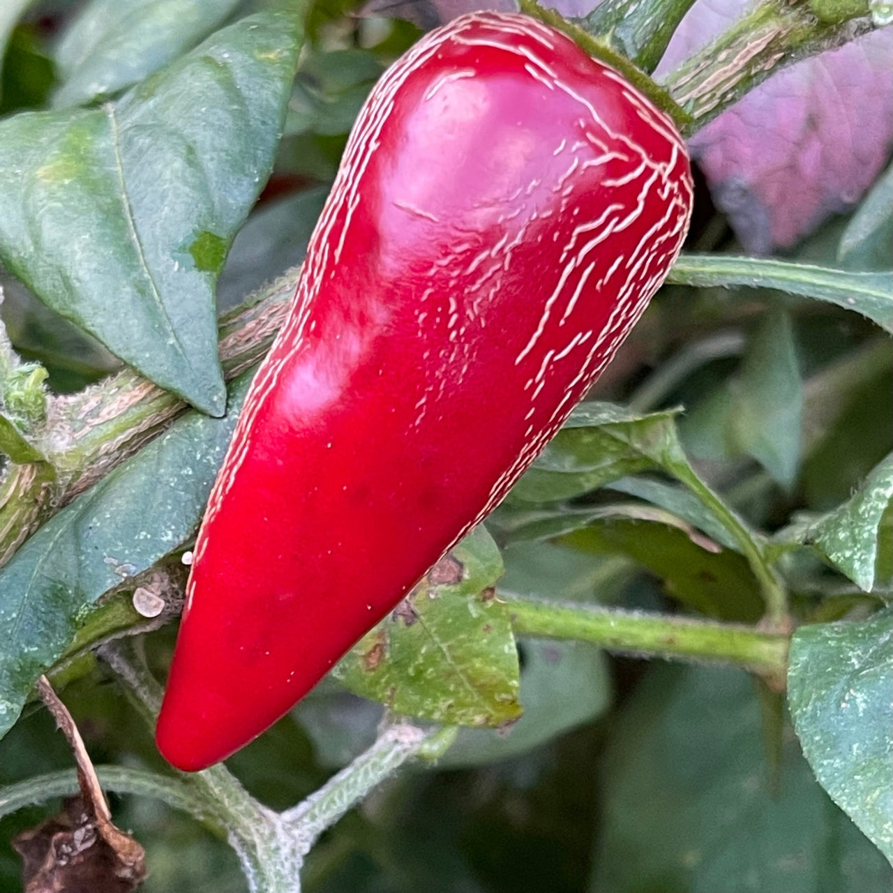 Rayados Jalapeno - Seeds