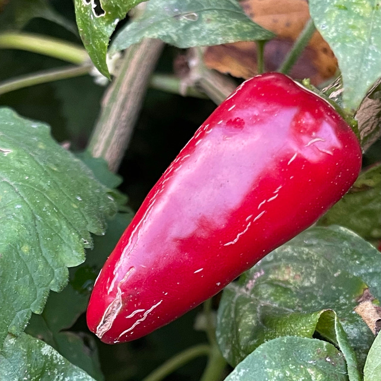 Rayados Jalapeno - Seeds