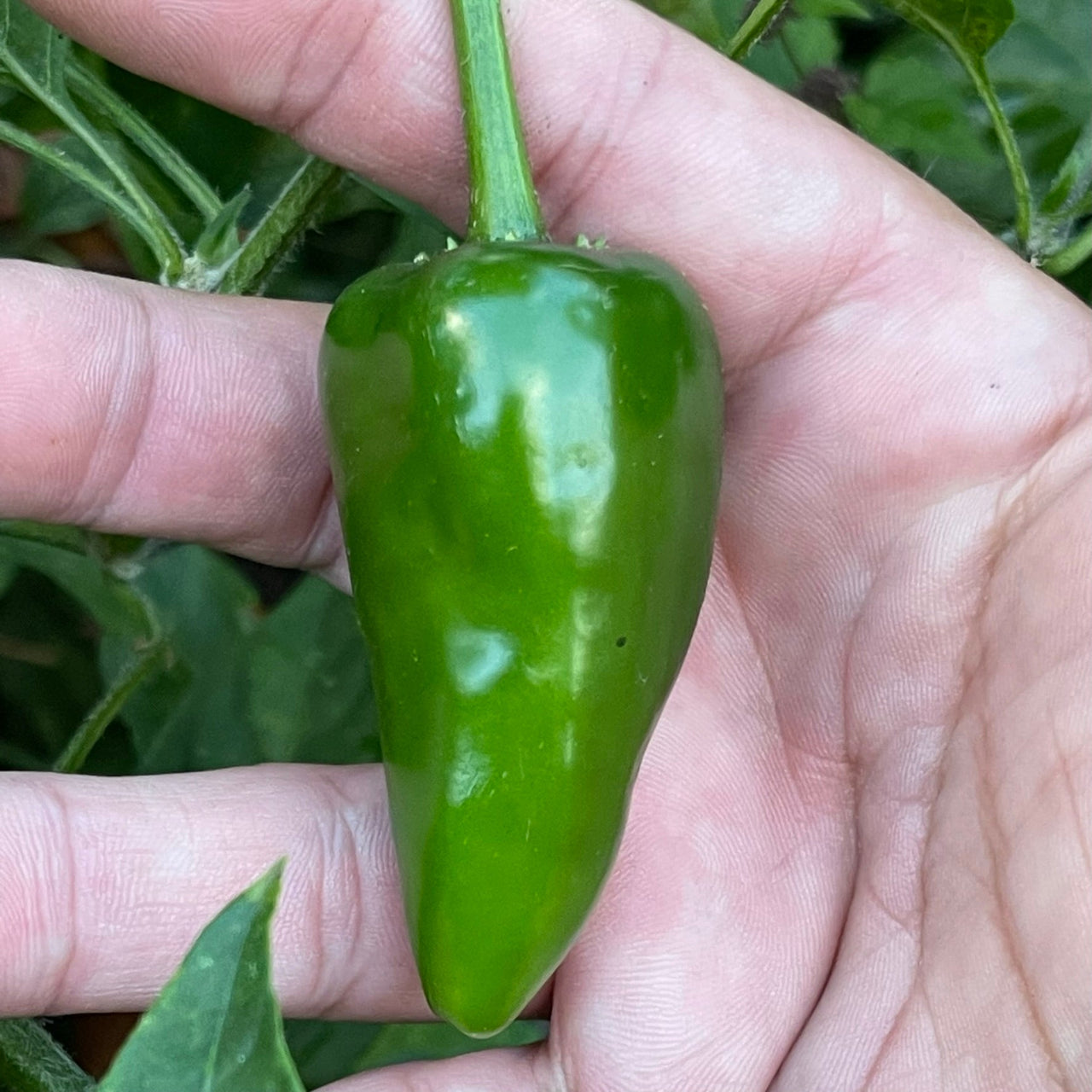 Rayados Jalapeno - Seeds