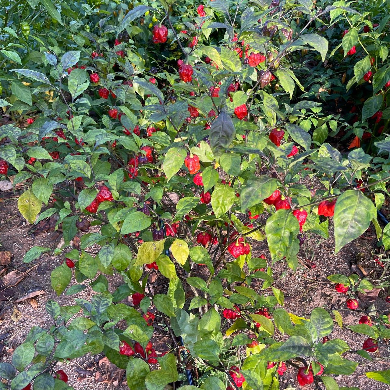 7 Pot Lava x Testanera Red - Seeds