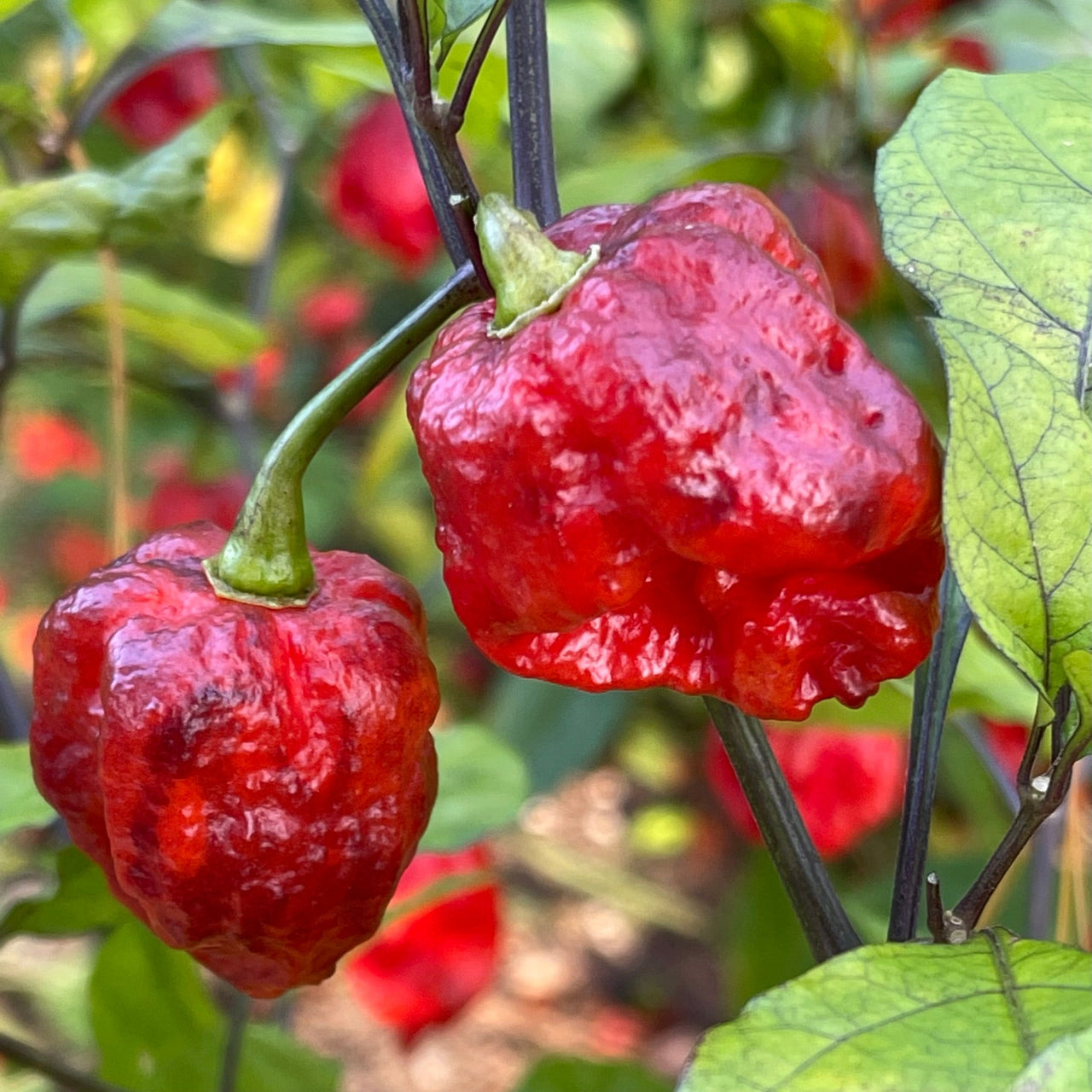 7 Pot Lava x Testanera Red - Seeds