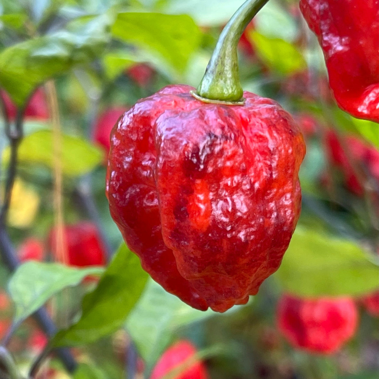 7 Pot Lava x Testanera Red - Seeds