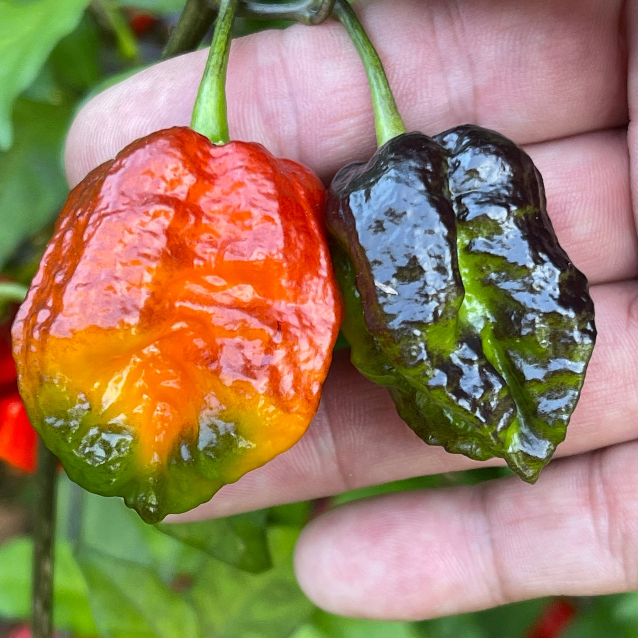 7 Pot Lava x Testanera Red - Seeds