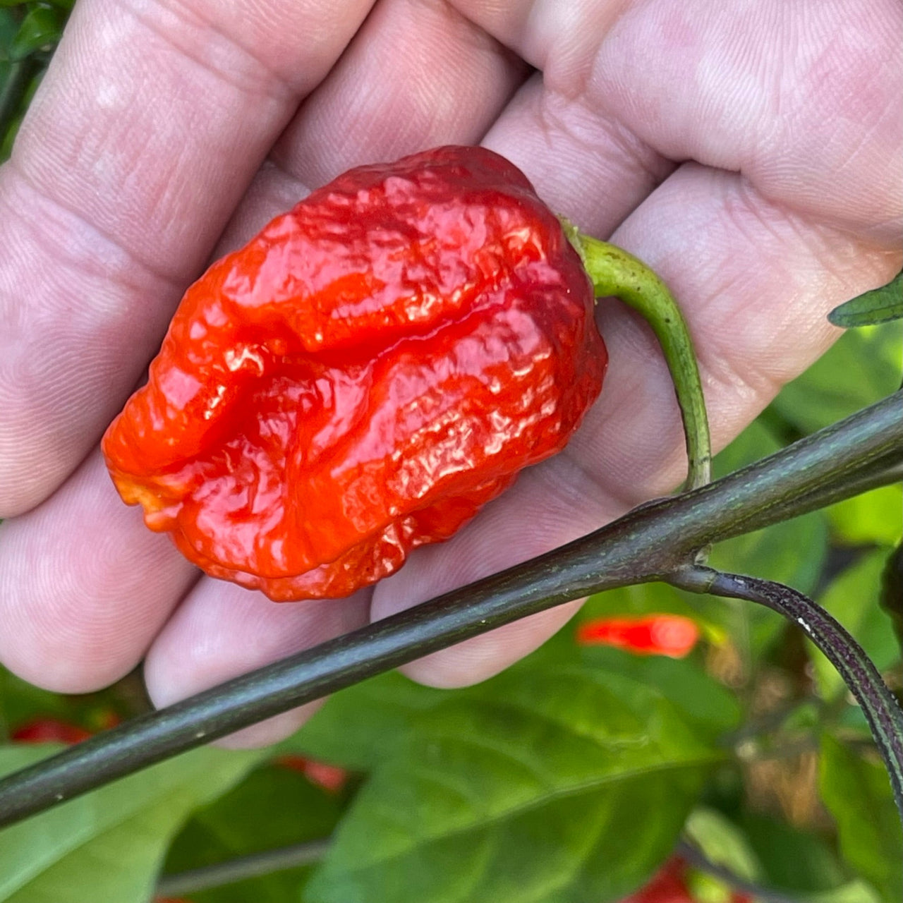 7 Pot Lava x Testanera Red - Seeds