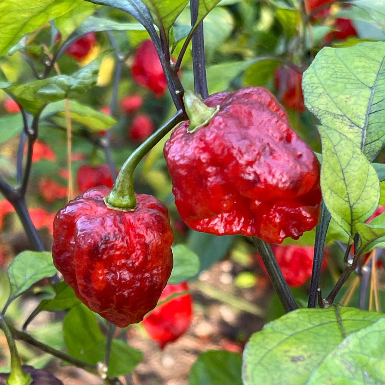 7 Pot Lava x Testanera Red - Seeds