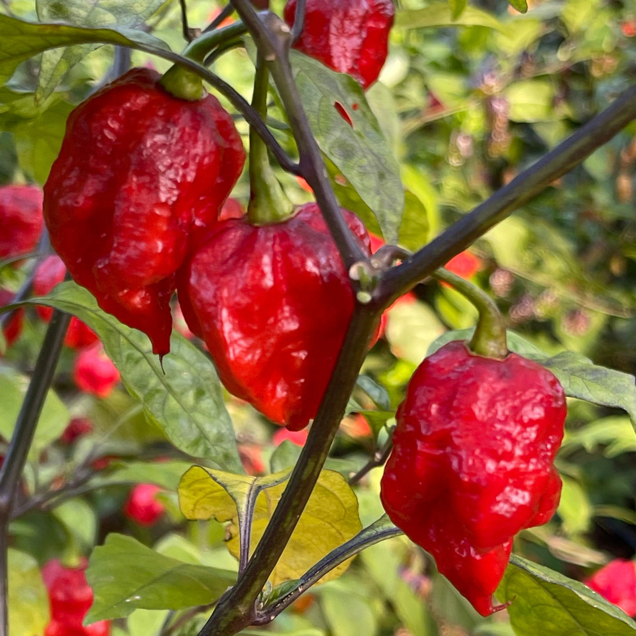 7 Pot Lava x Testanera Red - Seeds