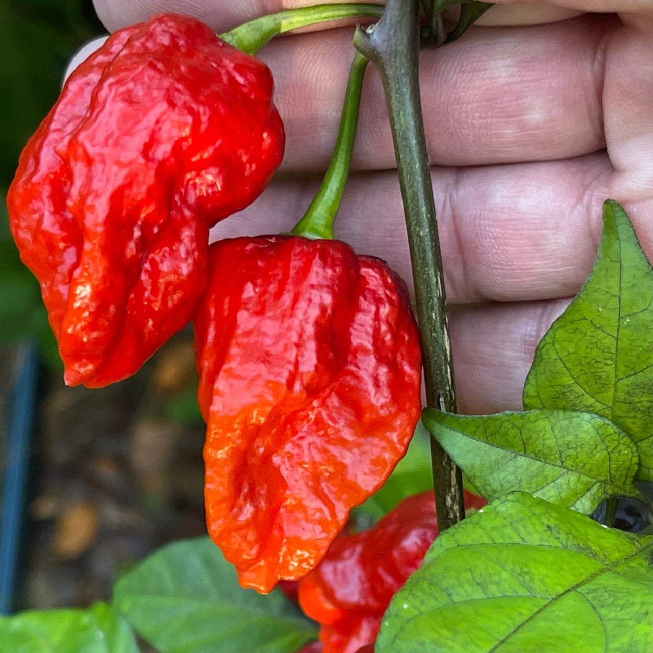 7 Pot Lava x Testanera Red - Seeds