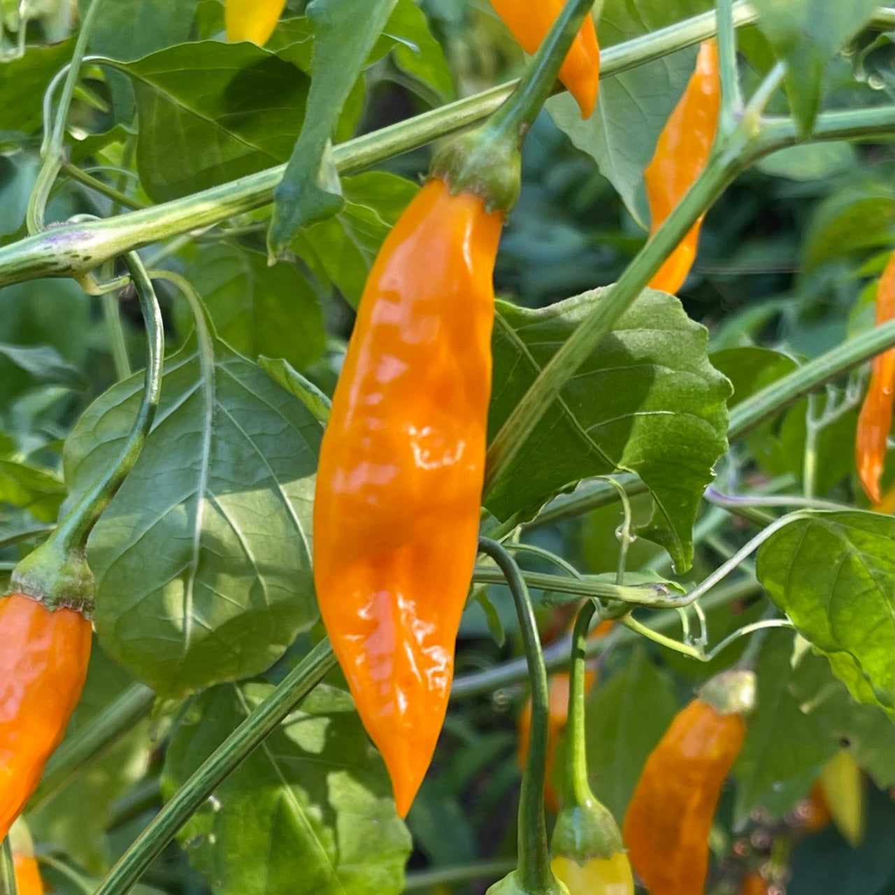 Aji Habanero - Seeds