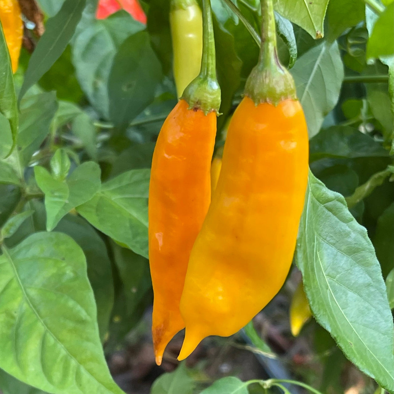 Aji Habanero - Seeds