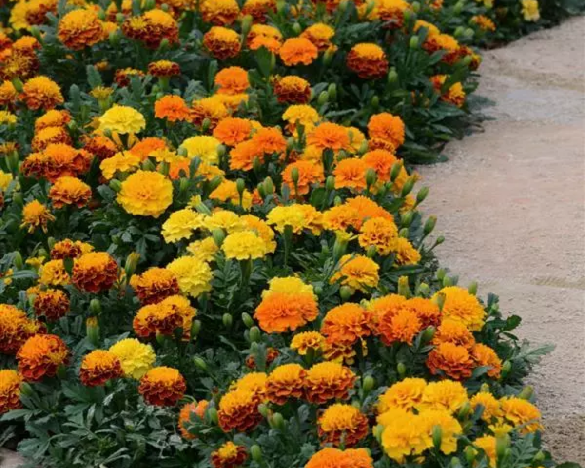 Hot Pak Mix Marigold Seeds