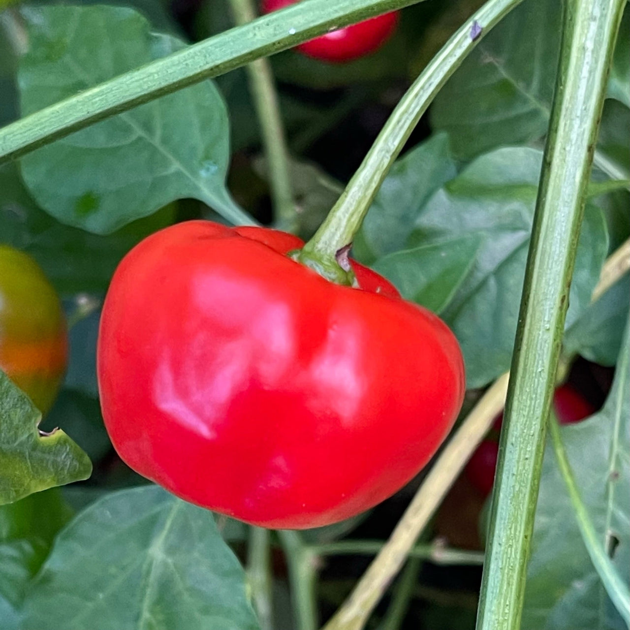 Malawi Piquante Pepper - Seeds