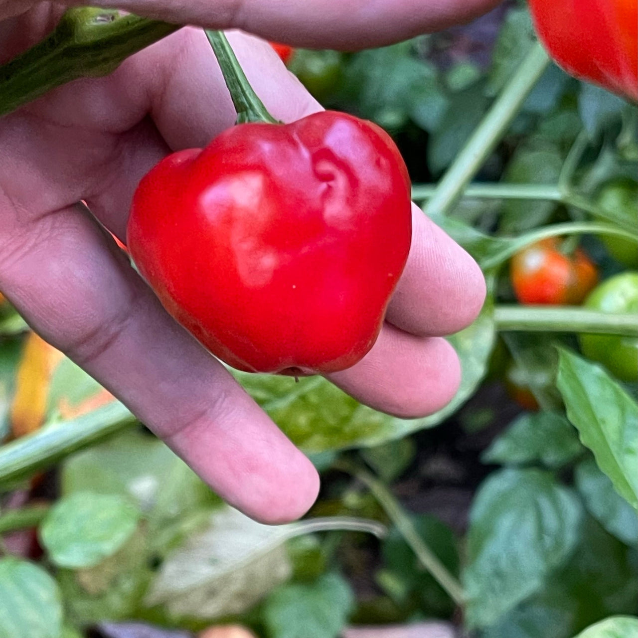 Malawi Piquante Pepper - Seeds