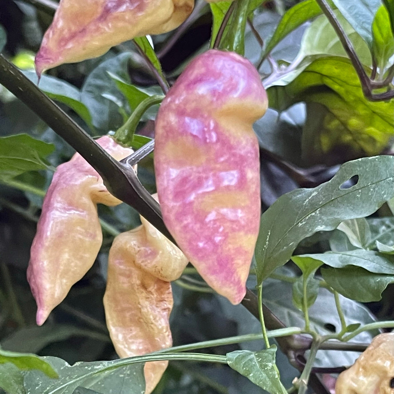 Pimenta Sparanise - Seeds