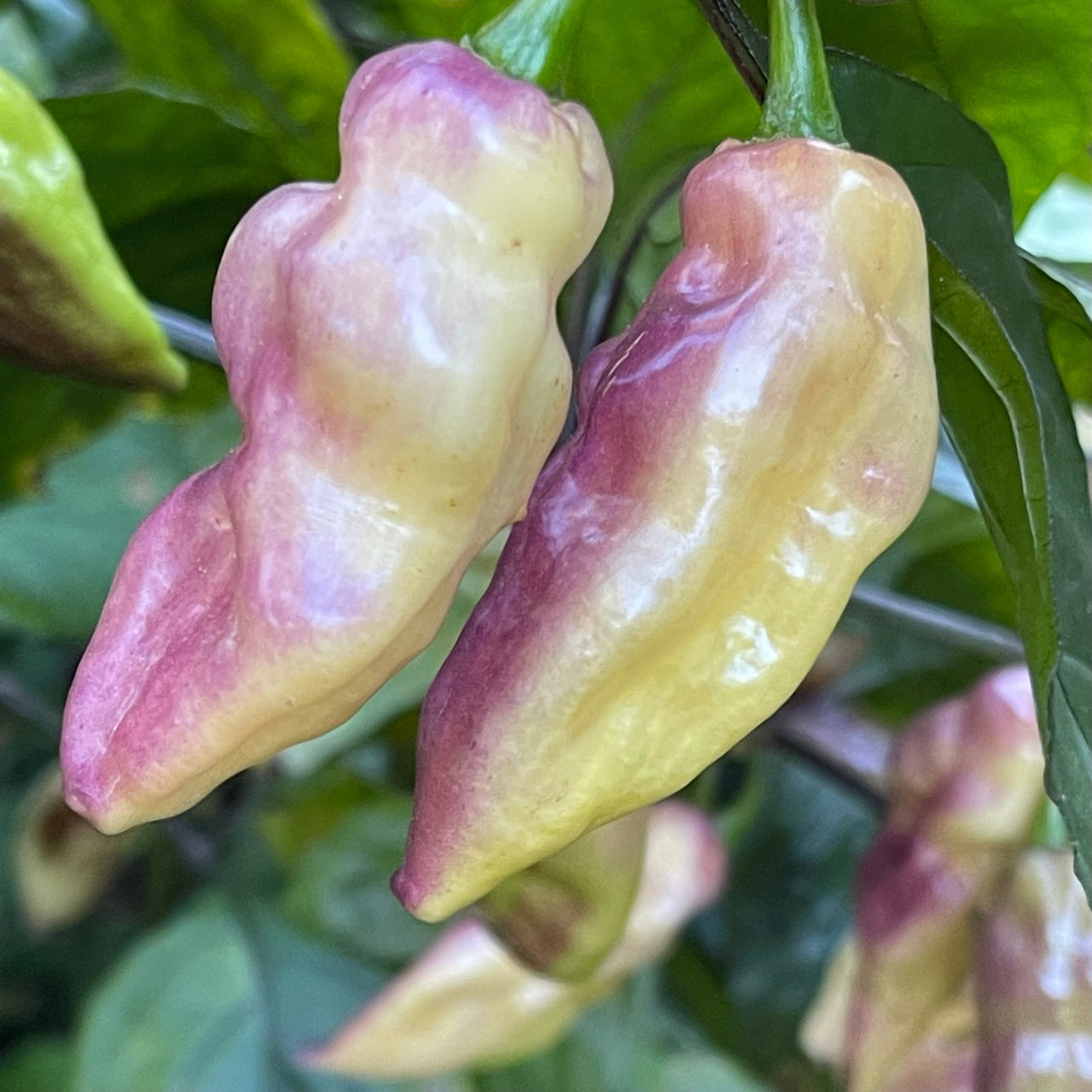 Pimenta Sparanise - Seeds