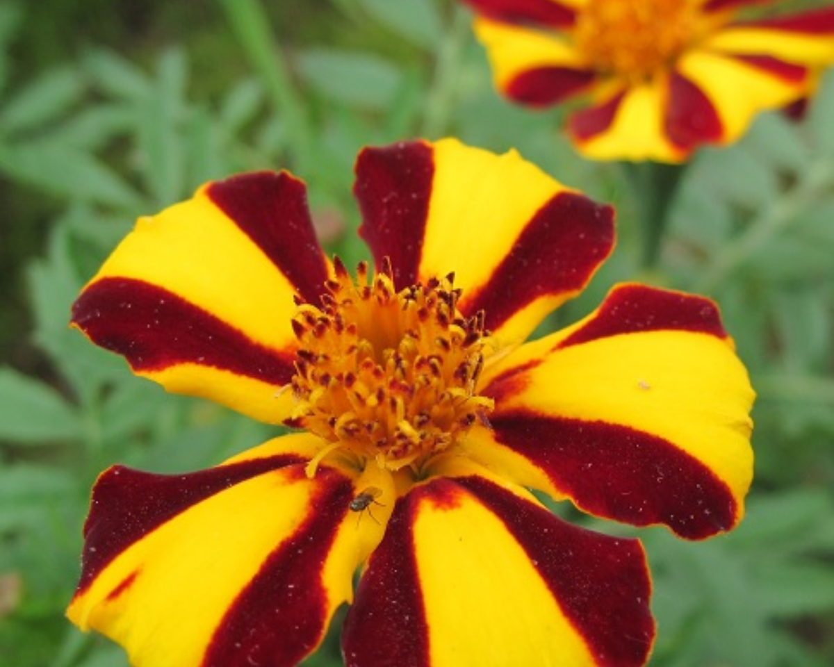 Mr. Majestic Marigold Seeds