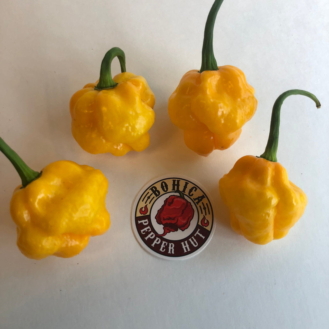 MOA Scotch Bonnet - Seeds