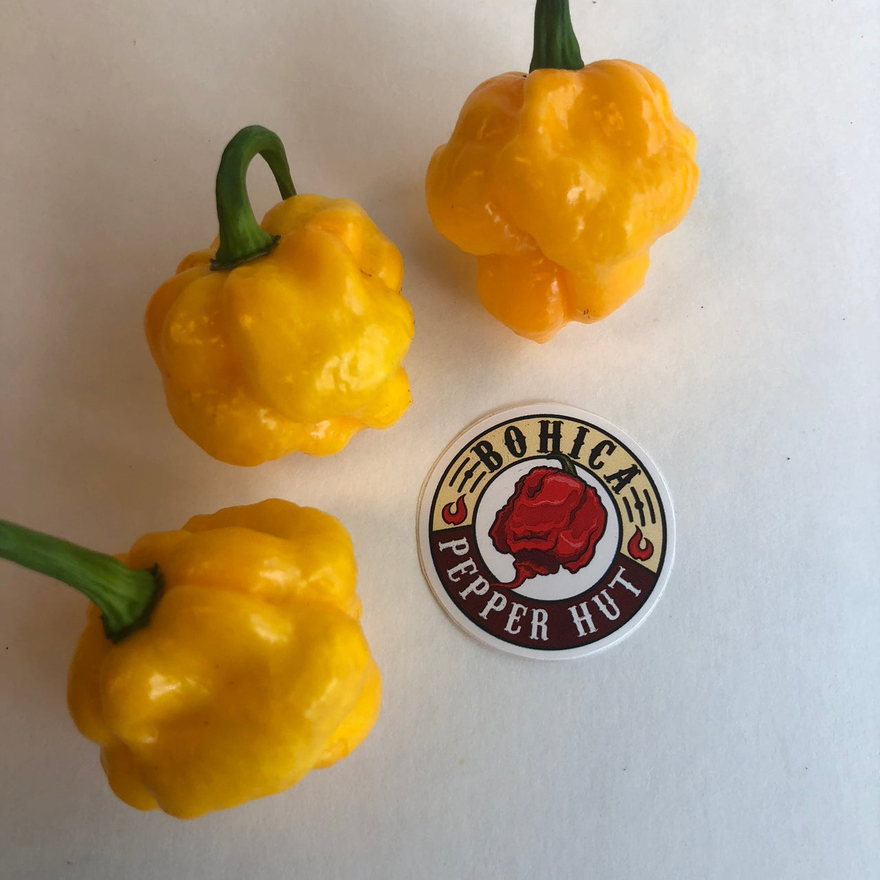 MOA Scotch Bonnet - Seeds