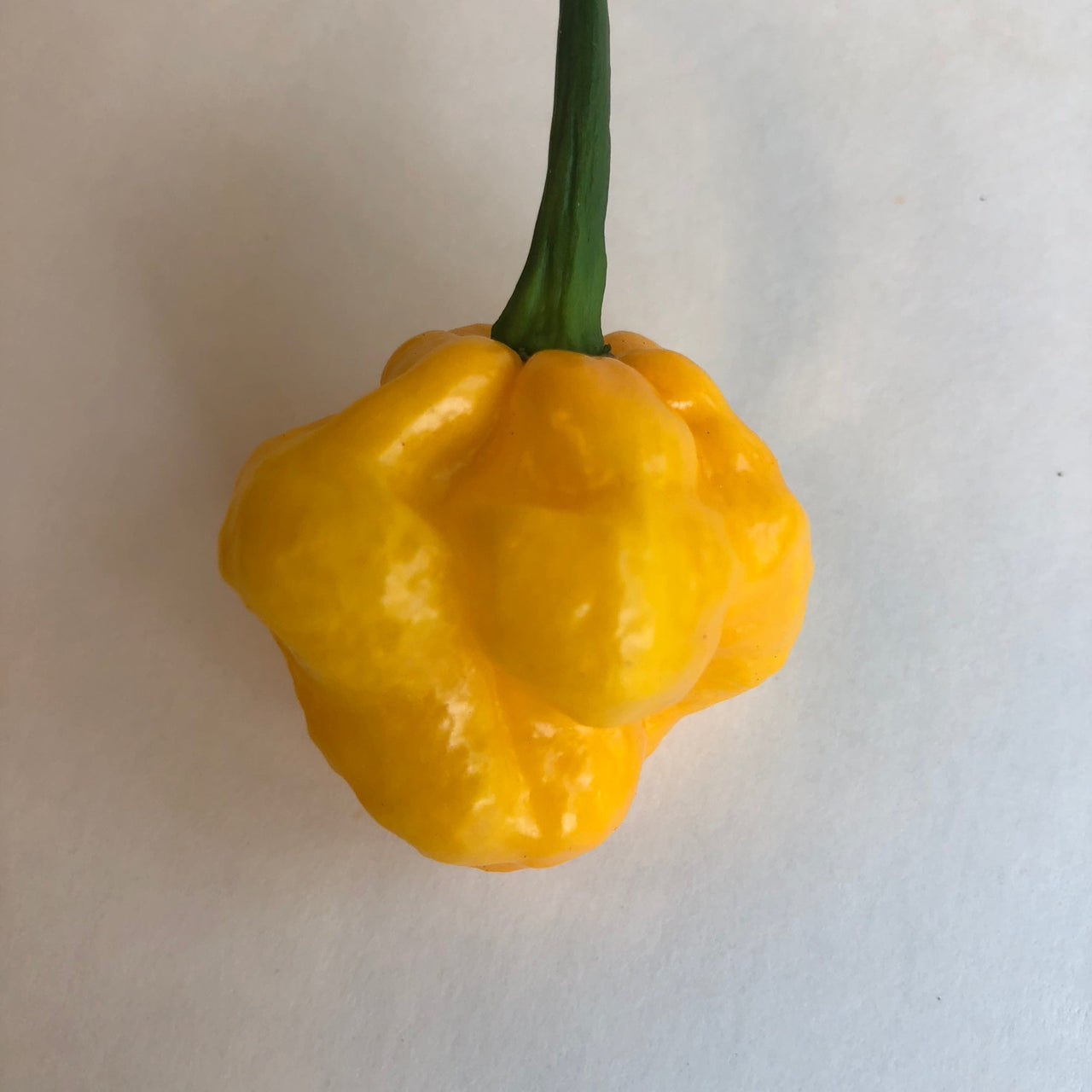 MOA Scotch Bonnet - Seeds