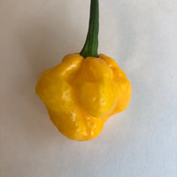 Thumbnail for Habanero / Scotch Bonnet  - Pepper Seeds Combo Pack (10 Varieties) - Seeds