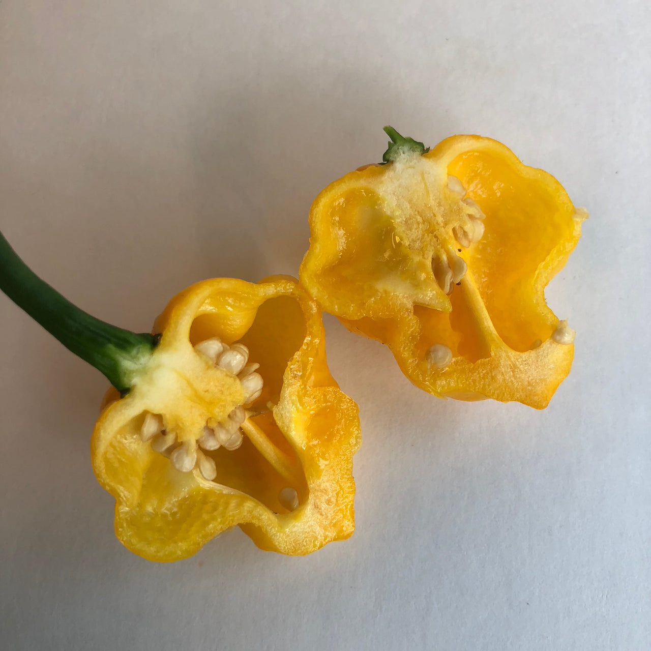 MOA Scotch Bonnet - Seeds