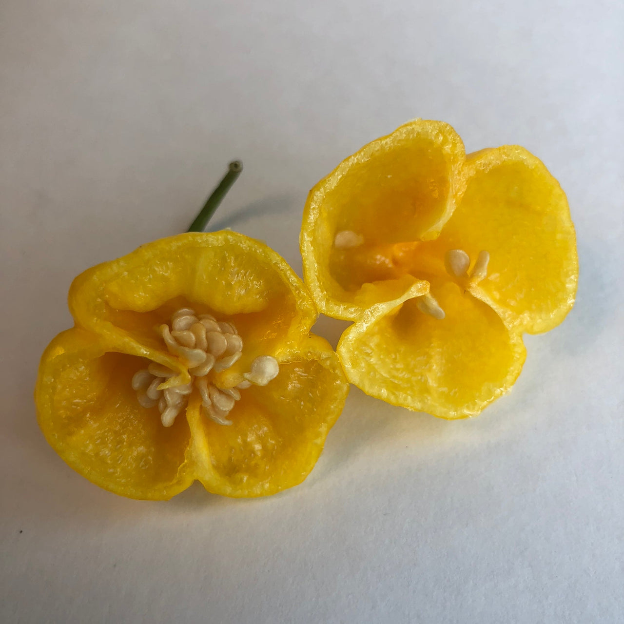 MOA Scotch Bonnet - Seeds